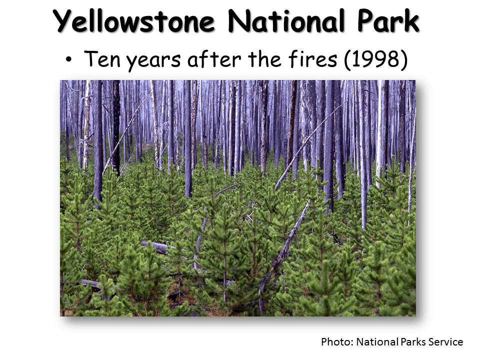 Succession Presentation Biology