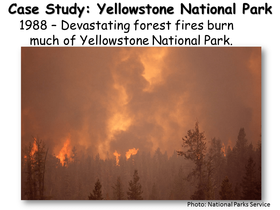 Succession Presentation Biology