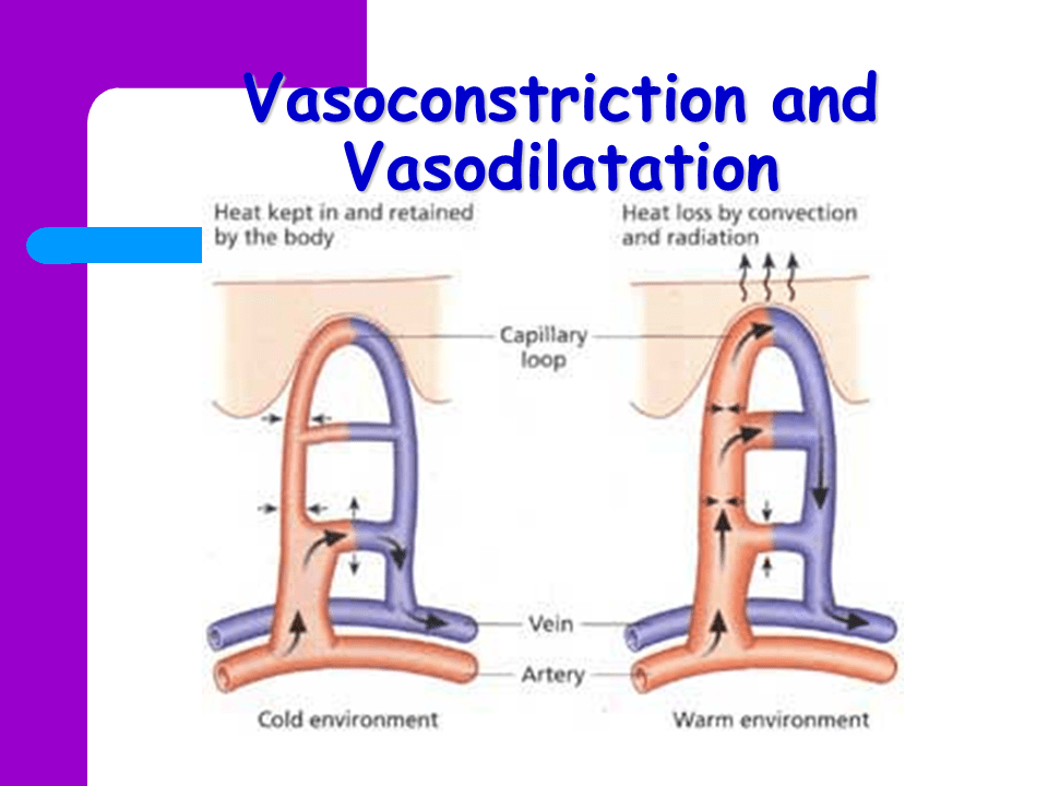 Vasodilation Lower Body Temperature at Larry Wertz blog