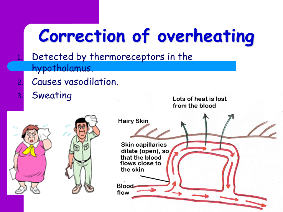 Temperature regulation Presentation Biology