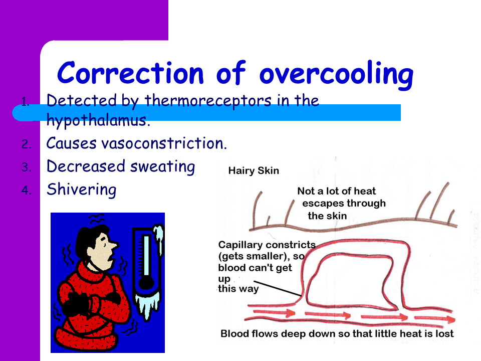 Temperature regulation Presentation Biology