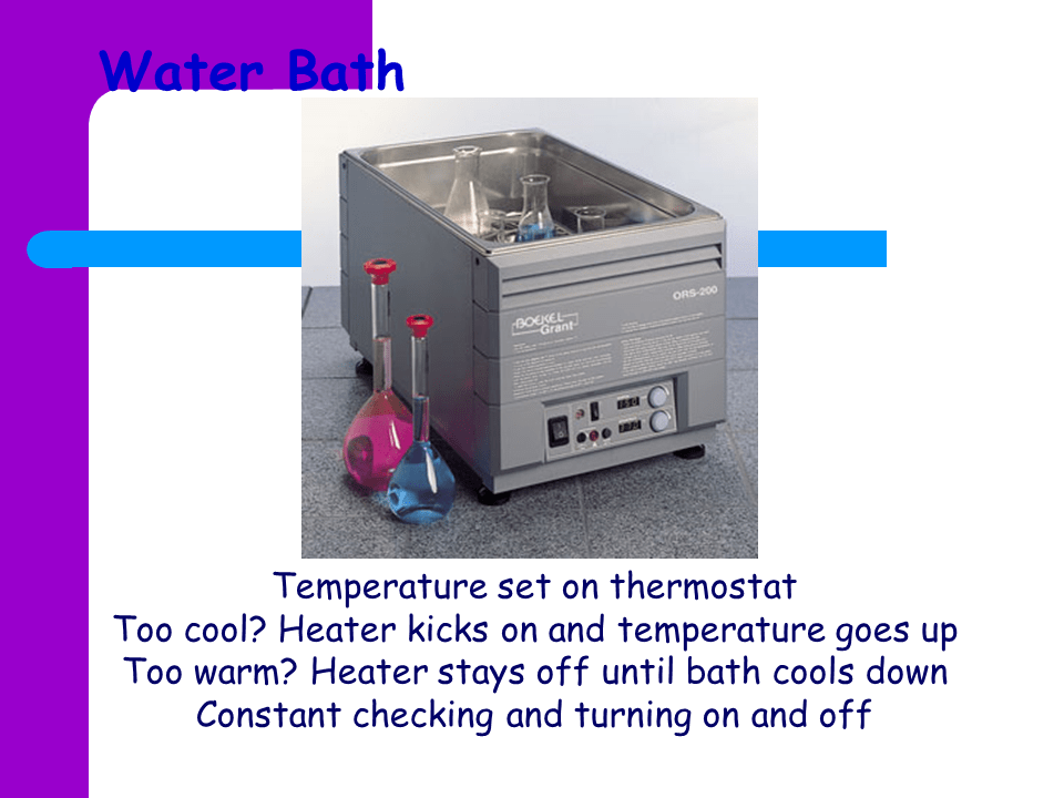Temperature regulation Presentation Biology