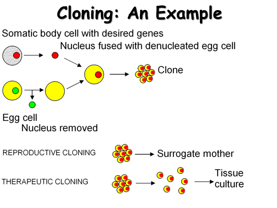 Modern Biotechnology some examples