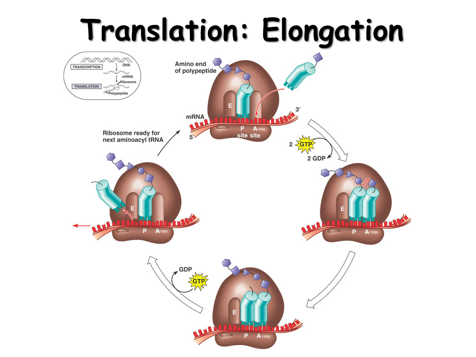 Translation. Protein from RNA Presentation Biology