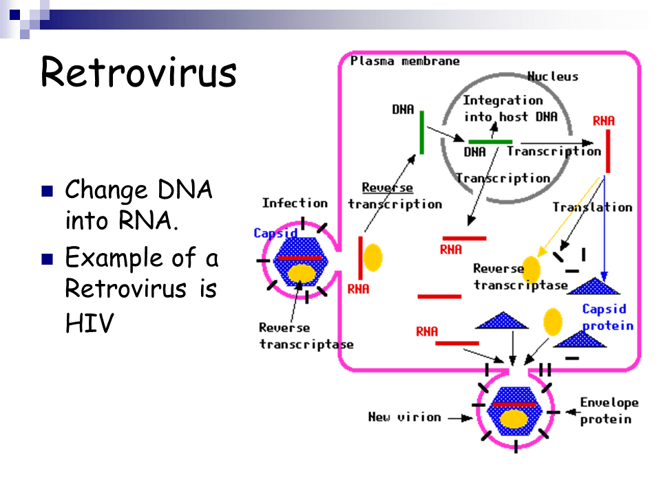 Viruses Presentation Biology