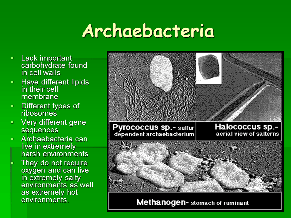 Eubacteria