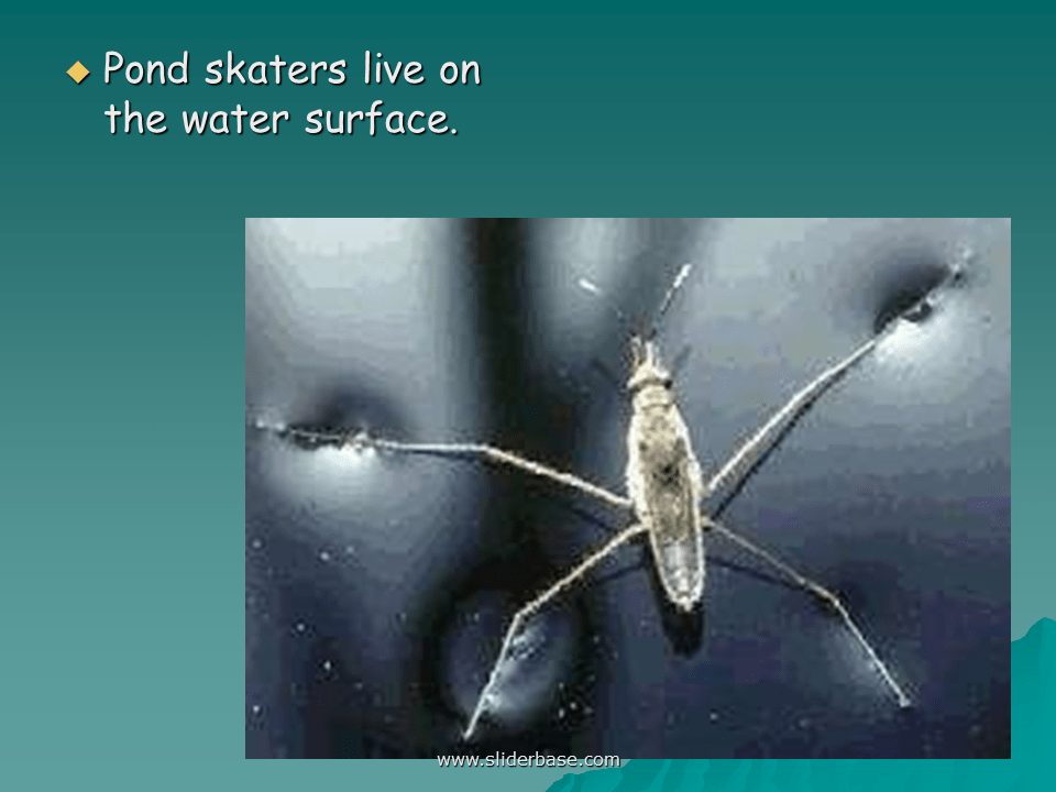 Environment and feeding relationships Presentation Ecology