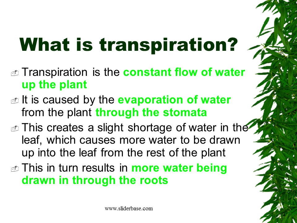Why do plants need minerals?