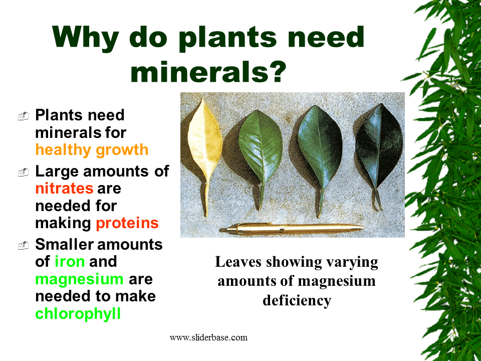 What Substances Do Plants Need To Make Food Food Ideas