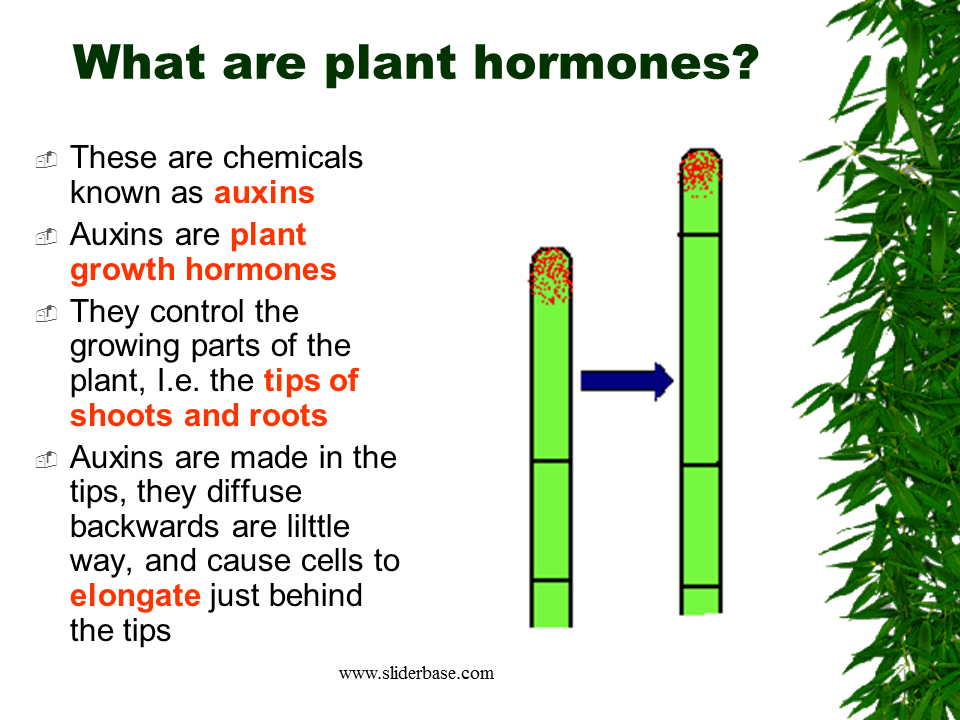 Why do plants need minerals?