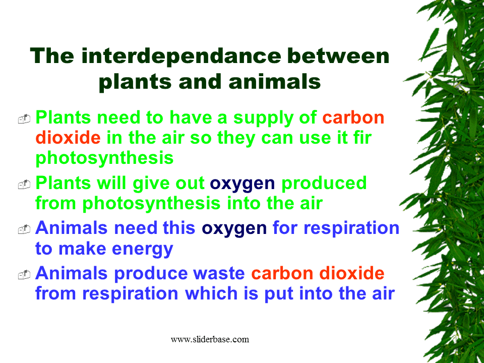 Why do plants need minerals?