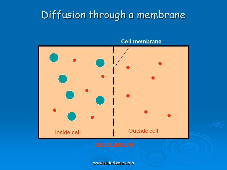 Cell membrane transport Presentation Cell biology
