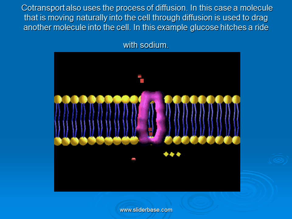 What Is The Job Of These Receptor Proteins Job Retro