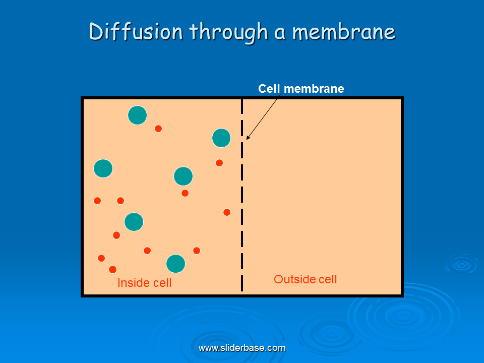 Cell membrane transport Presentation Cell biology