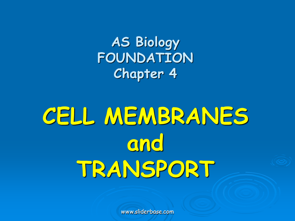 Diagram of a cell membrane
