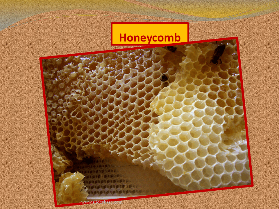 Geometry in Nature Presentation Cell biology