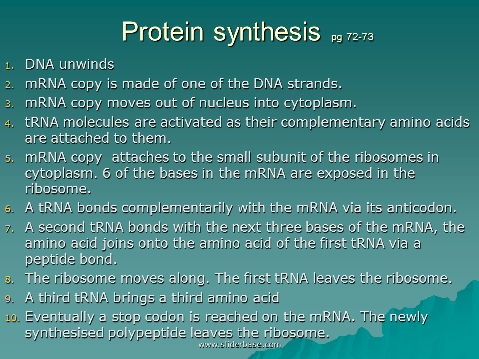 Protein synthesis Presentation Cell biology