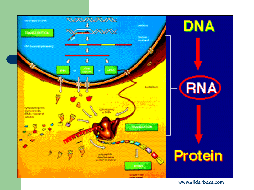 Protein synthesis Presentation Cell biology