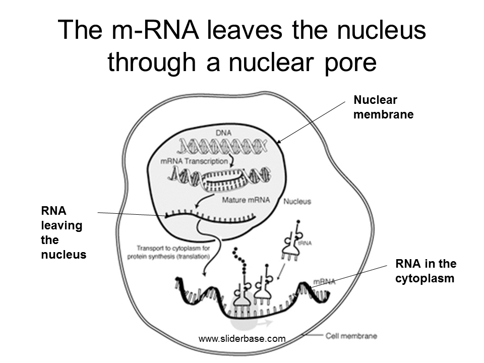 Protein synthesis (simplified) Presentation Cell biology
