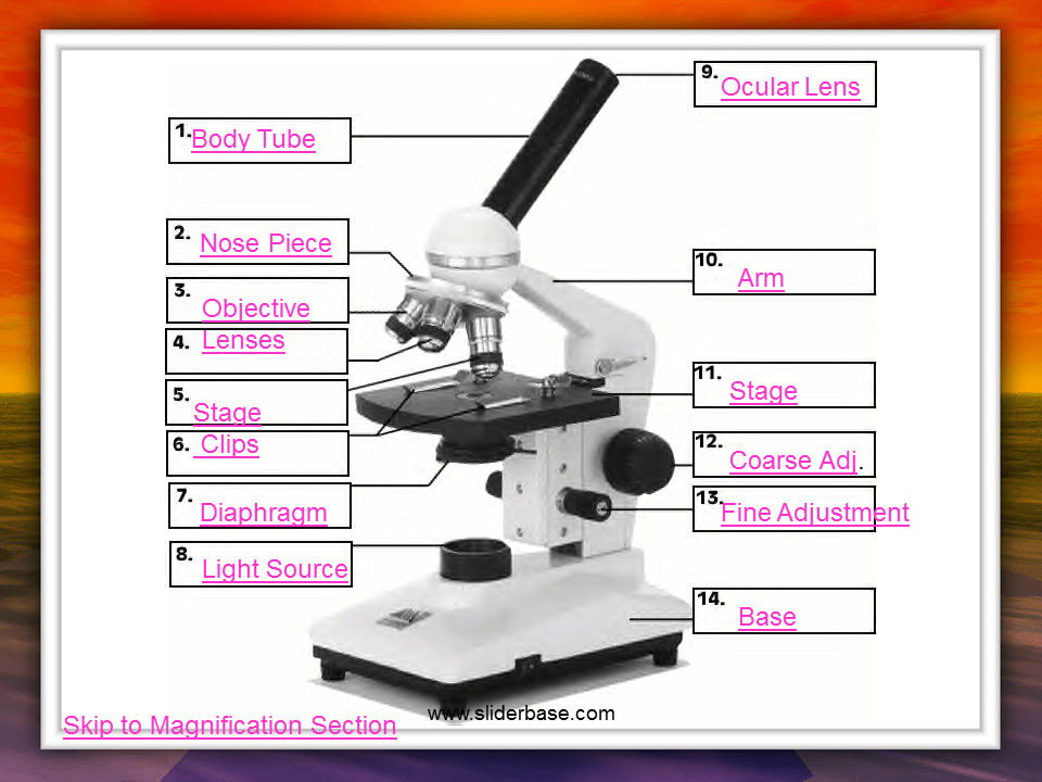 The Microscope Presentation Cell biology