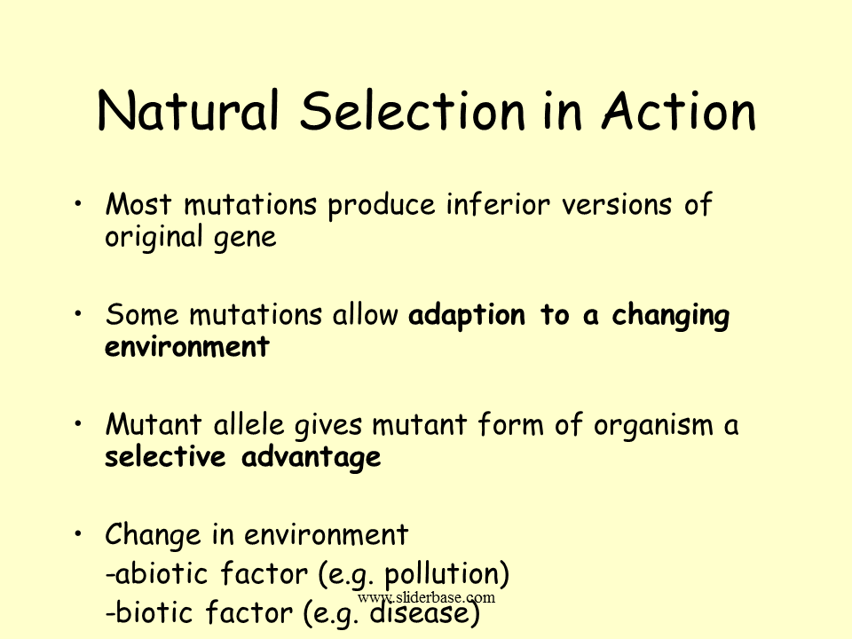 Natural Selection in Action Presentation Evolution