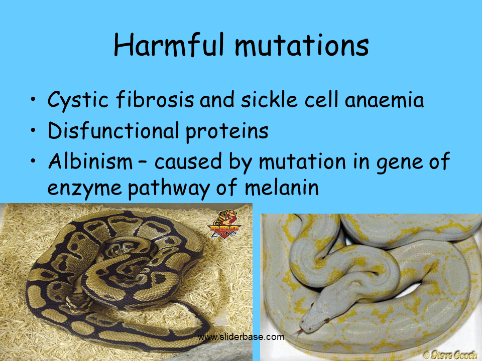 Cause and effect of mutation Presentation