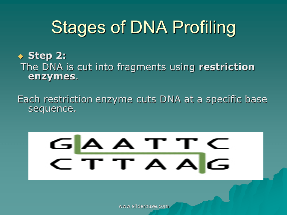 DNA Fingerprinting - Presentation Genetics