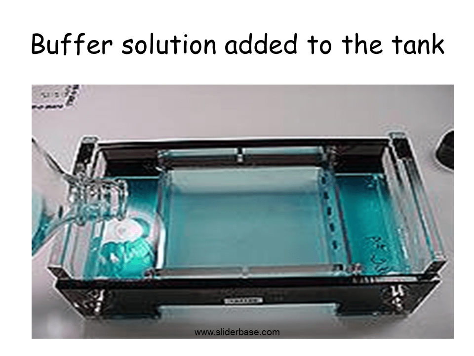 Gel Electrophoresis Presentation