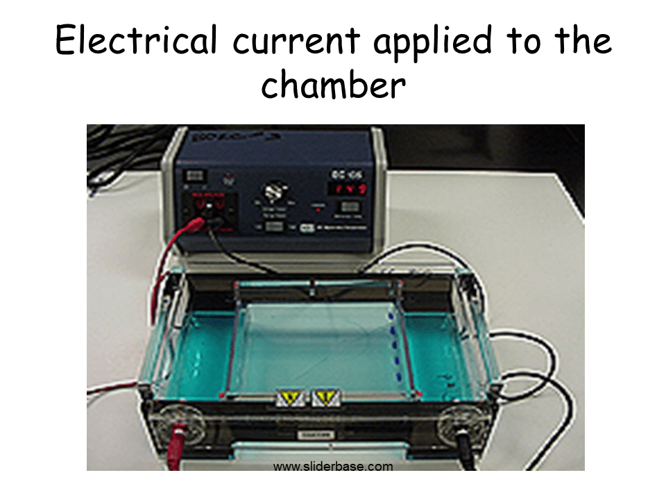 Gel Electrophoresis Presentation