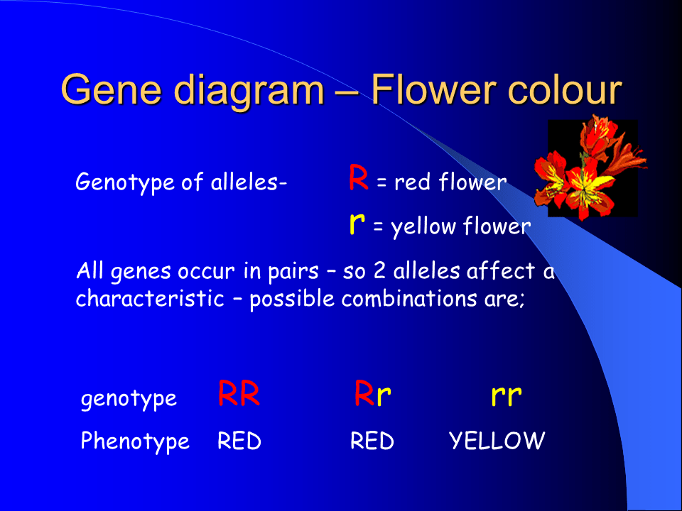 Crosses Presentation