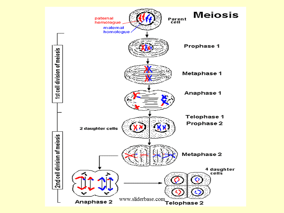 31 Meiosis Diagram Simple Wiring Diagram List