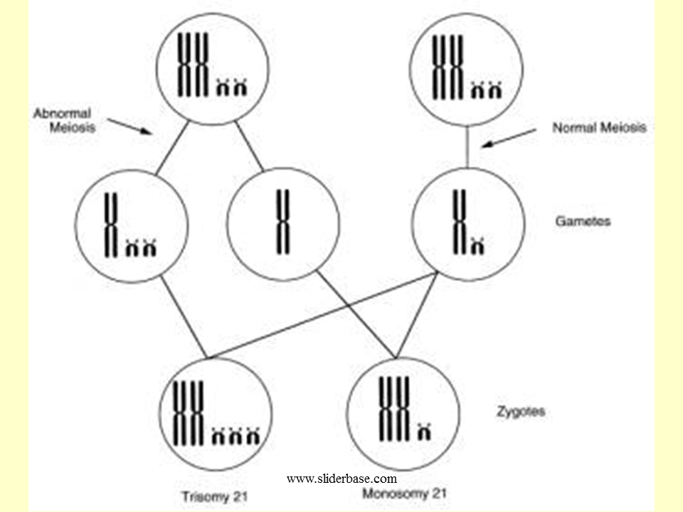Mutation Presentation