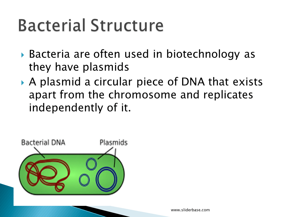 DNA and Polymerase chain reaction Presentation