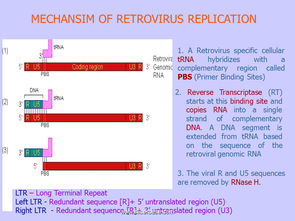 Reverse Transcription Presentation