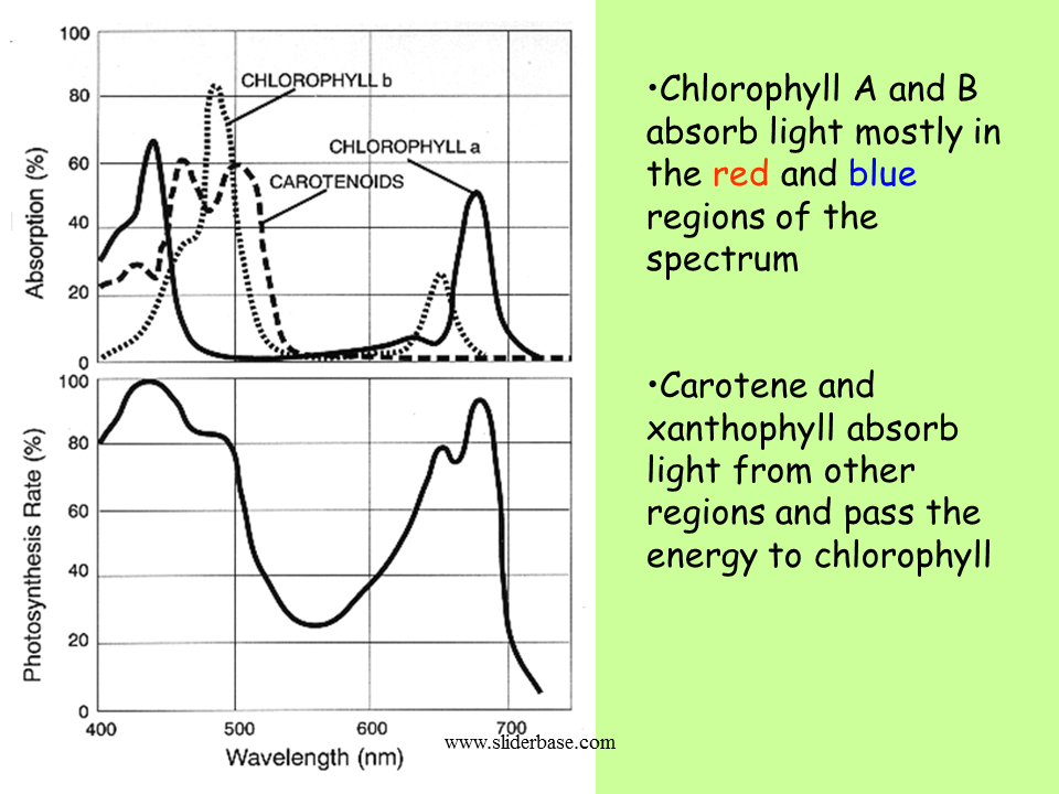 Absorption of Light by Chlorophyll Presentation Plants, Animals, and Ecosystems