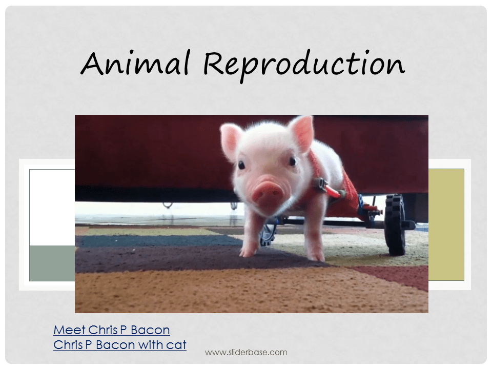 Animal Reproduction PP Part 1 Presentation Plants, Animals, and