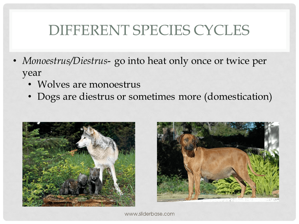 Animal Reproduction PP Part 1 Presentation Plants, Animals, and