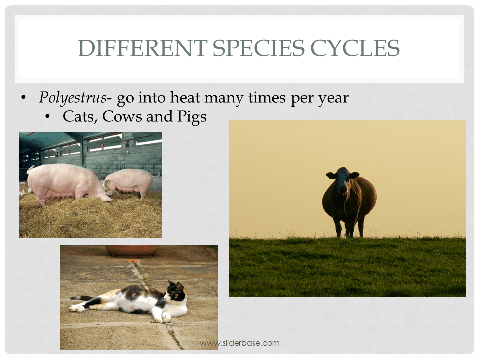 Animal Reproduction PP Part 1 Presentation Plants, Animals, and