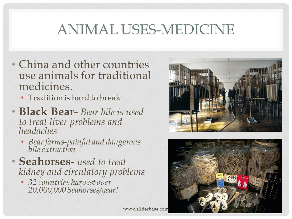 Animal Uses Part 2 Presentation Plants, Animals, and Ecosystems