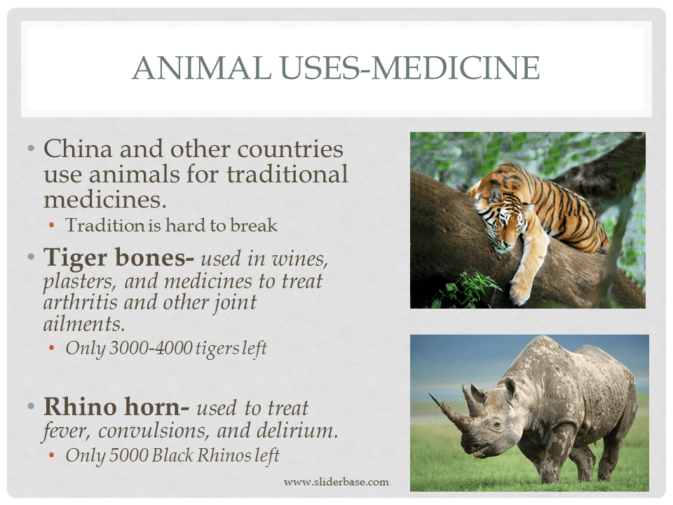Animal Uses Part 2 Presentation Plants, Animals, and Ecosystems