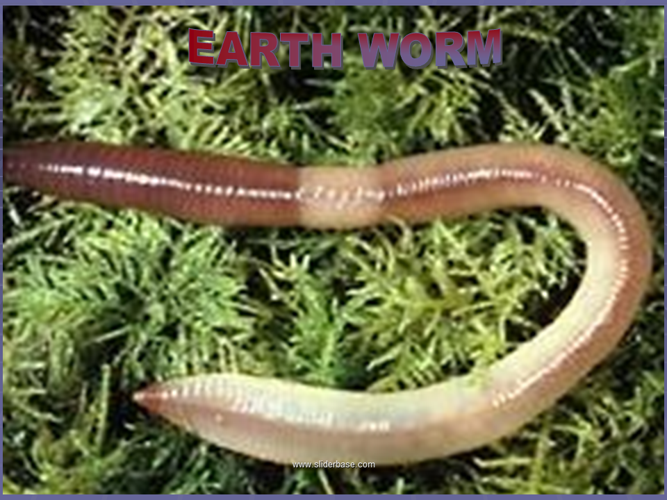 Earthworm Presentation Plants, Animals, and Ecosystems