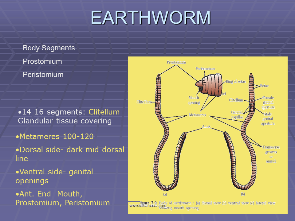 Earthworm Presentation Plants, Animals, and Ecosystems