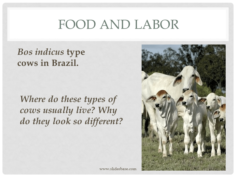 How do animals help us?