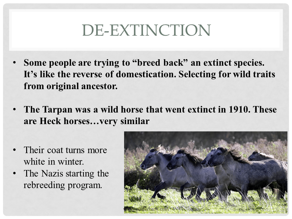 How do animals help us?