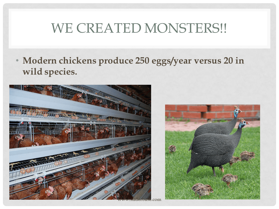 How do animals help us?