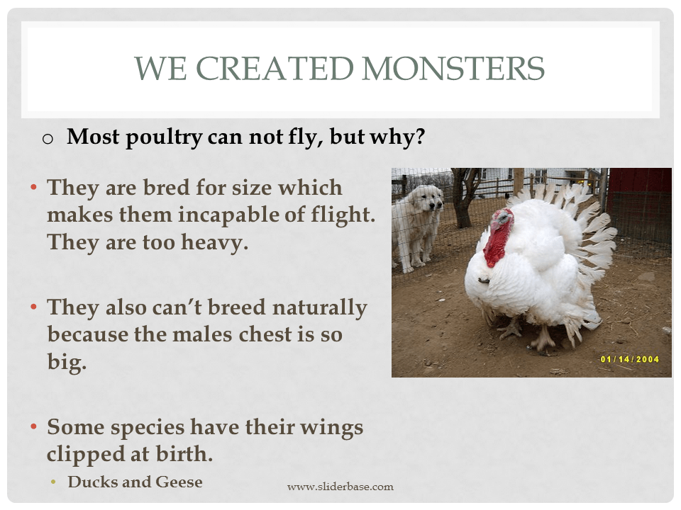 How do animals help us?