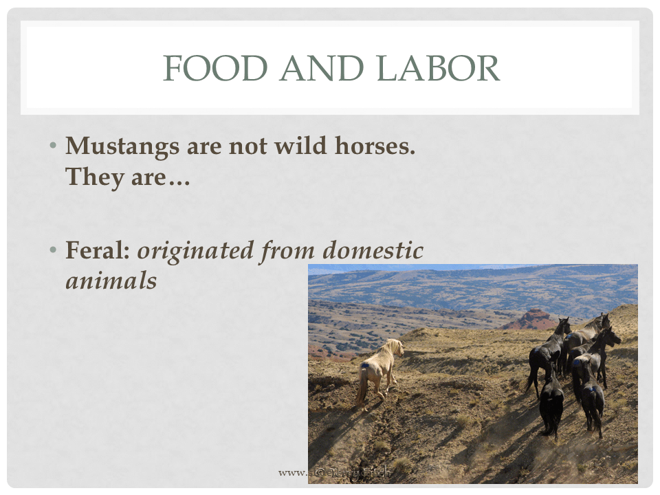 How do animals help us?