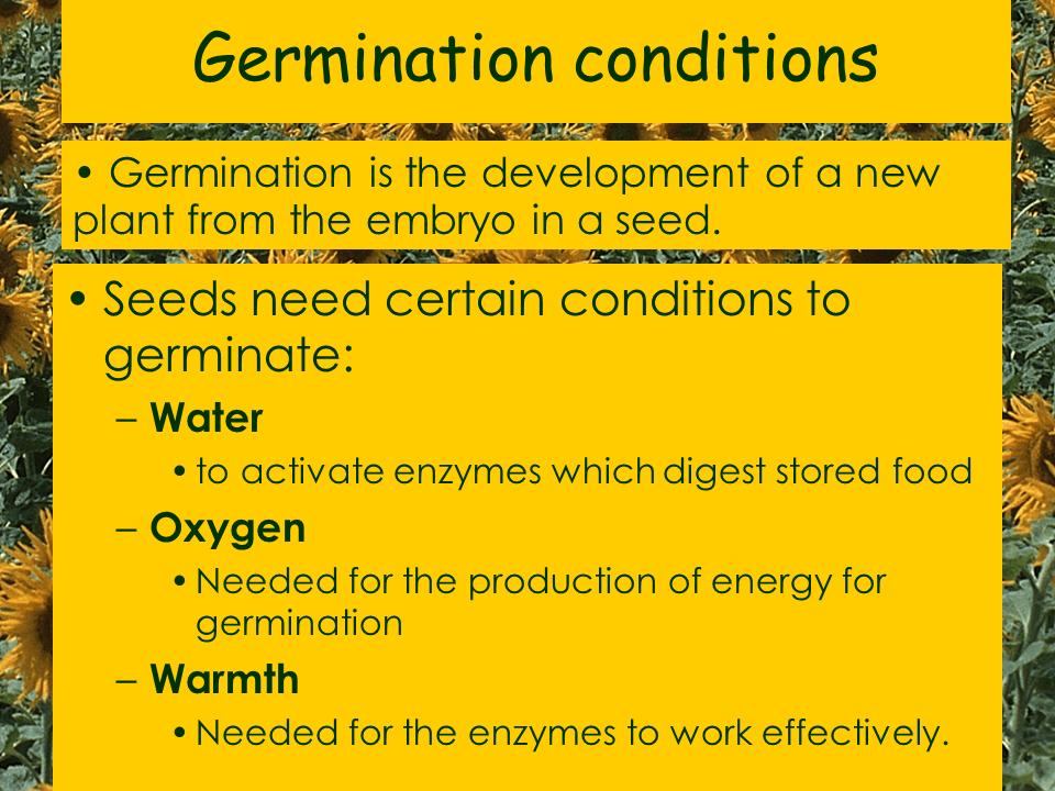 Growing Plants Presentation Plants, Animals, and Ecosystems