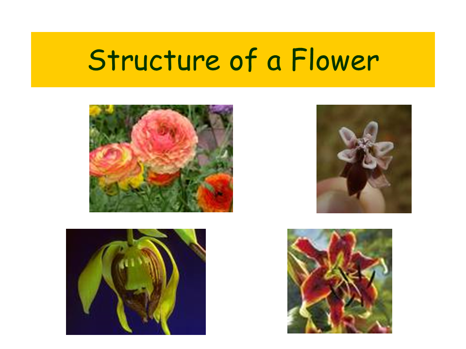 Structure of a Flower
