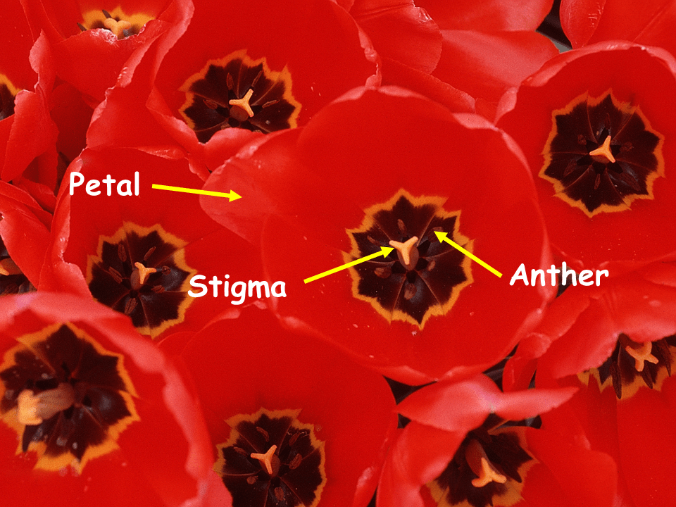 Structure of a Flower